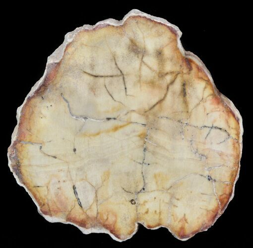Petrified Wood (Araucaria) Slice - Madagascar #41385